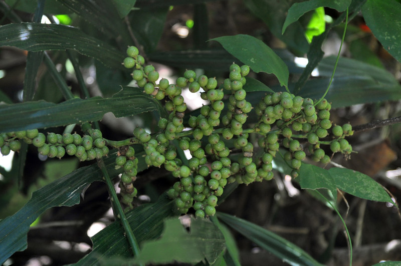 Изображение особи Calamus viminalis.