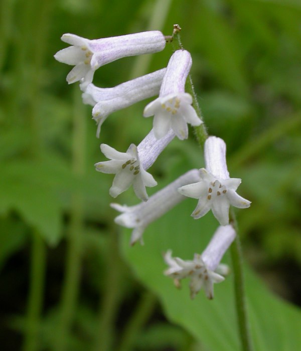 Image of Smilacina henryi specimen.