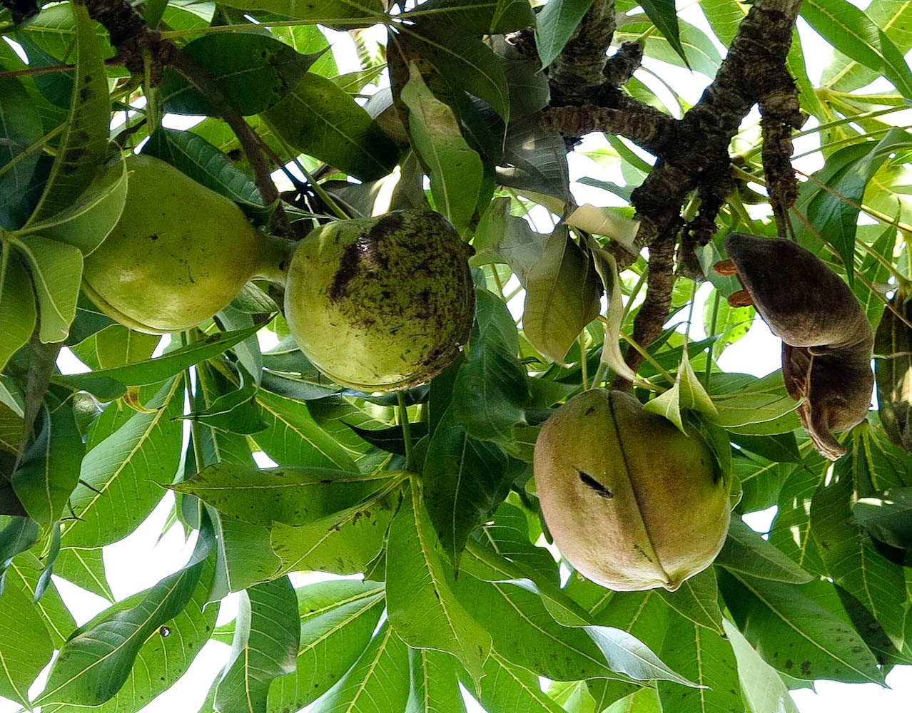 Image of Sterculia foetida specimen.