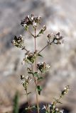 Origanum tyttanthum