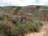 Astragalus arbuscula. Цветущее растение. Восточный Казахстан, Зайсанская котловина, ур. Кеин-Кериш. 11 мая 2013 г.