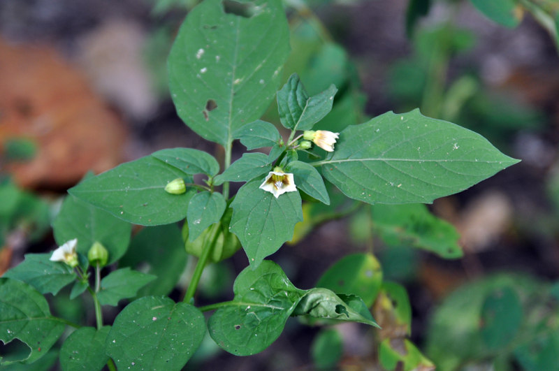 Image of Physalis angulata specimen.