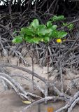 Rhizophora mucronata. Молодые растения. Андаманские о-ва, о-в Хейвлок, мангровые заросли на песчаном пляже. 30.12.2014.