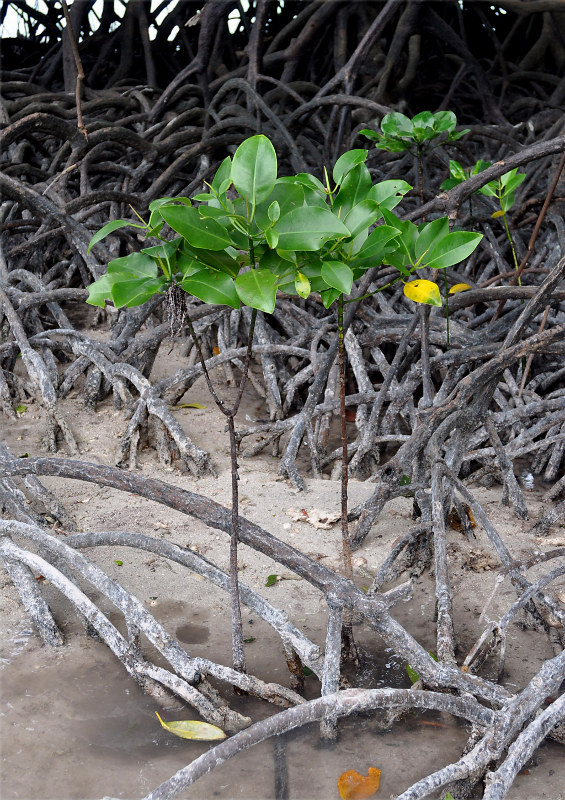 Изображение особи Rhizophora mucronata.