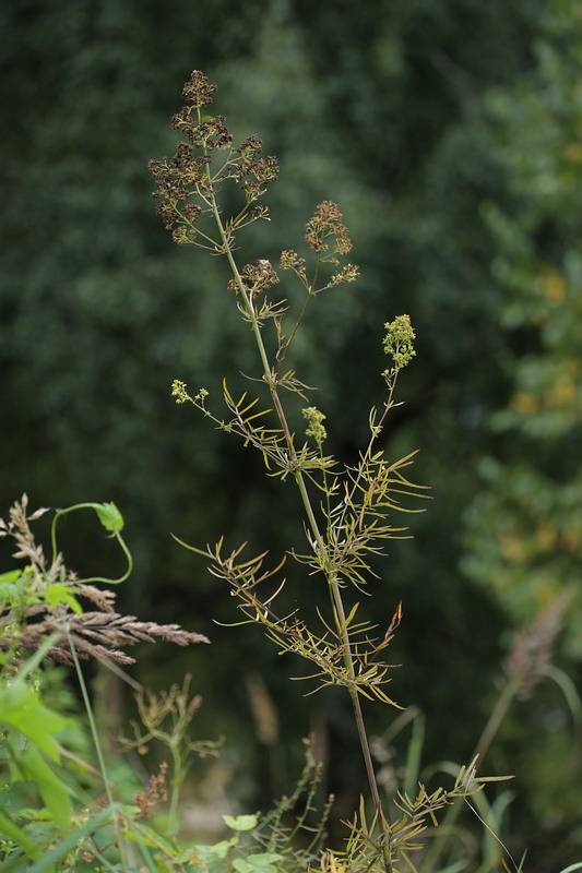 Изображение особи Thalictrum lucidum.