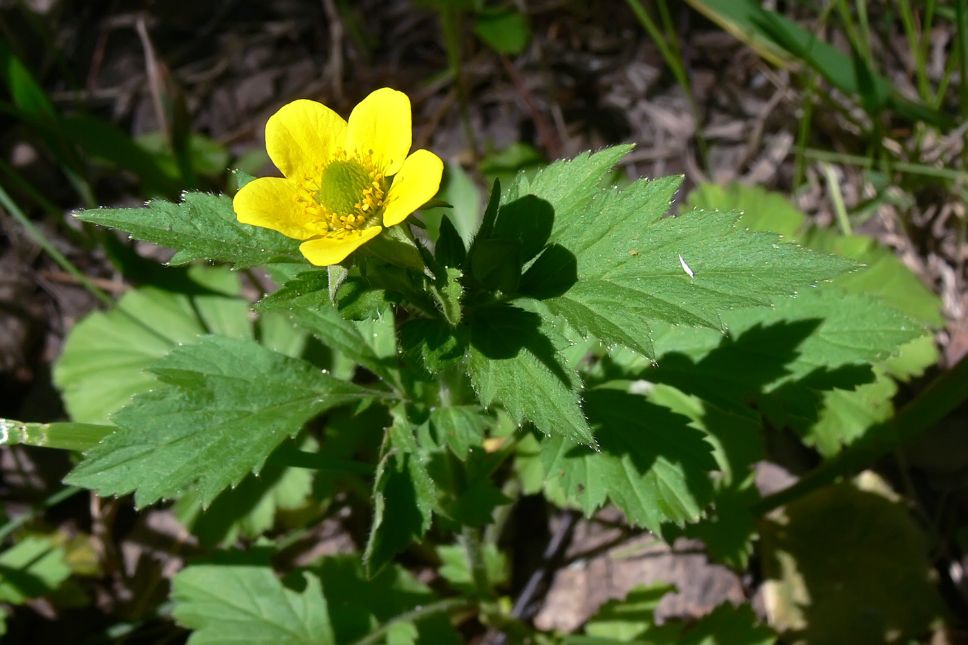 Изображение особи Geum aleppicum.