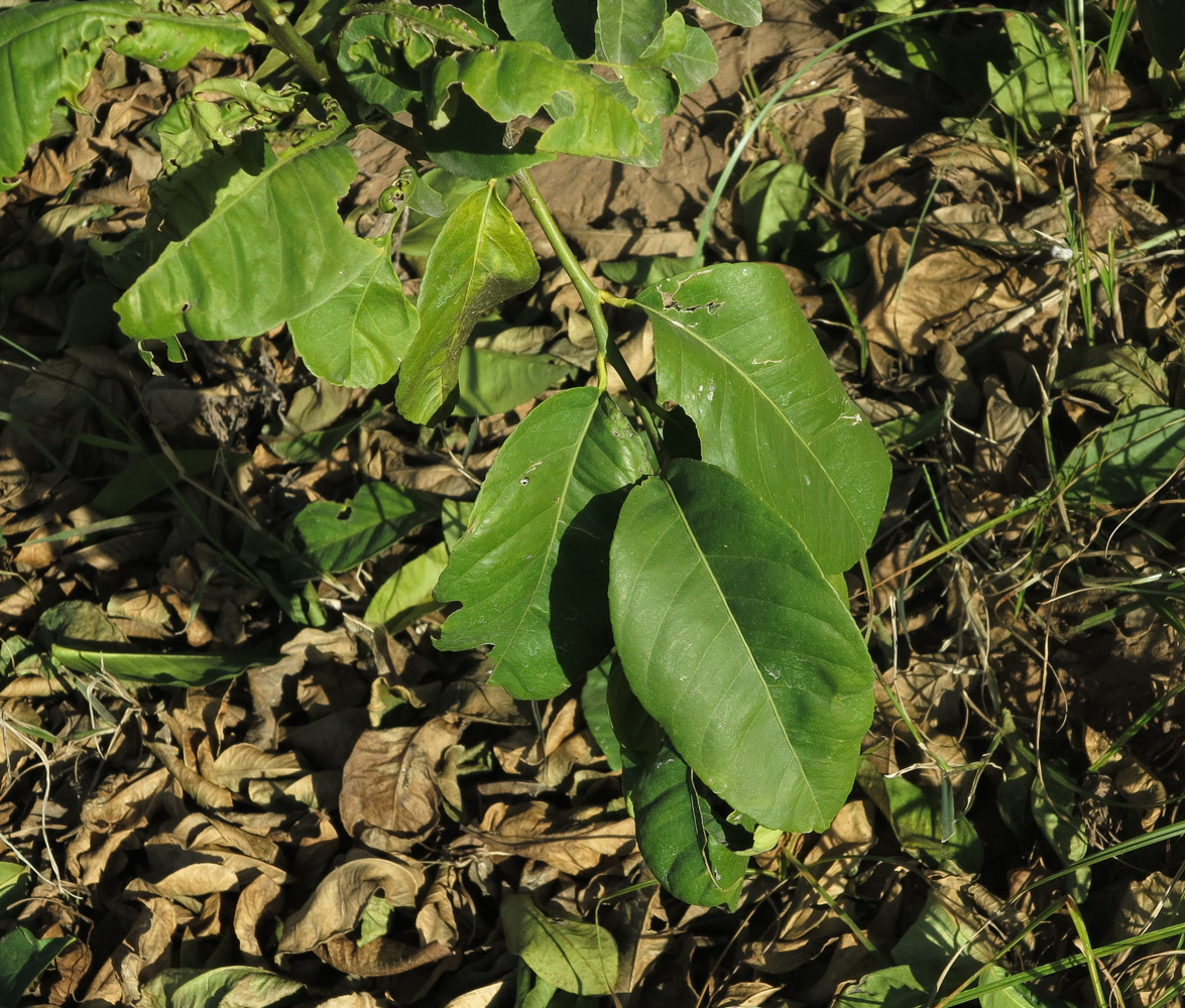 Image of Citrus limon specimen.