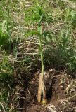 Lilium pilosiusculum. Выкапываемое растение. Восточный Казахстан, Глубоковский р-н, окр. с. Тарханка, восточный склон сопки. 13.05.2015.