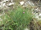 Dianthus acantholimonoides