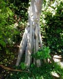 Pandanus utilis. Нижняя часть ствола с корнями-подпорками. Монако, Сады Святого Мартина (Jardin Saint Martin), в культуре. 23.07.2014.