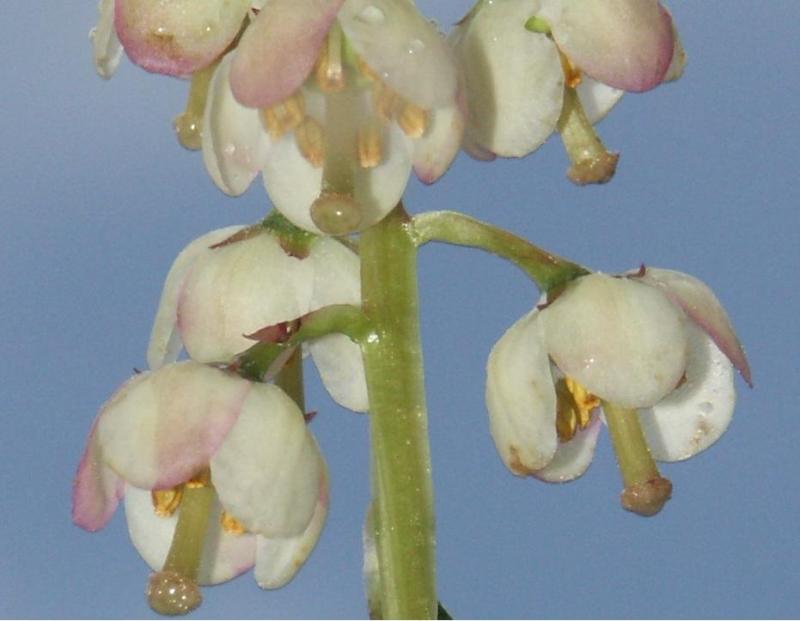 Image of Pyrola media specimen.