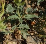 Scutellaria alberti