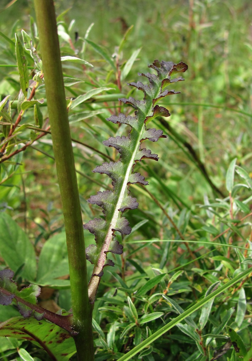 Изображение особи Pedicularis sceptrum-carolinum.