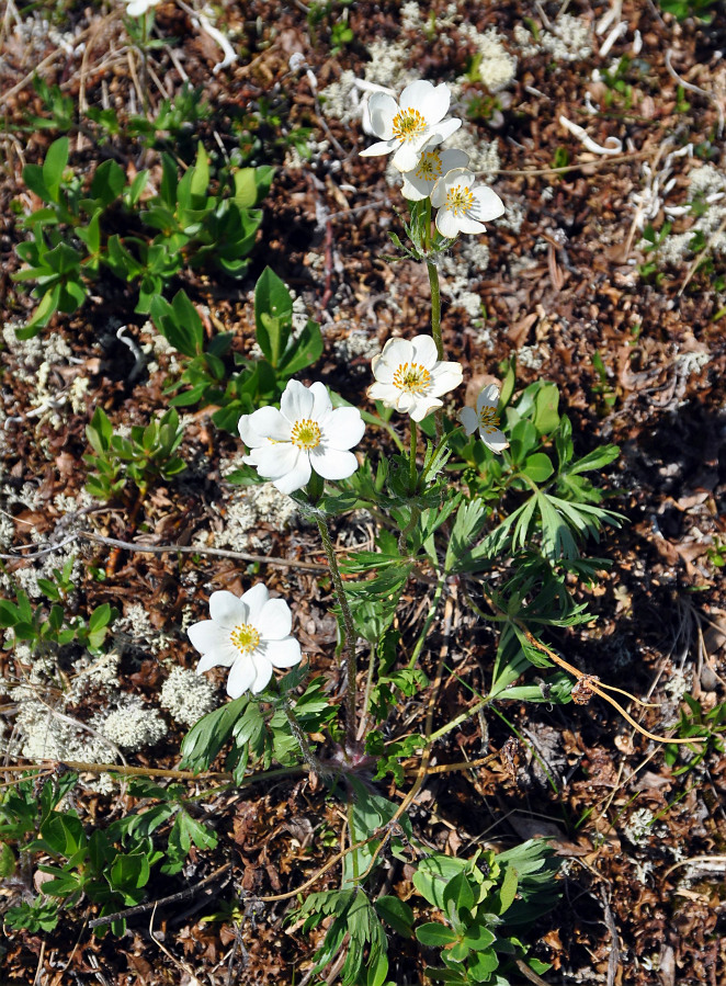 Изображение особи Anemonastrum sibiricum.