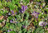 Oxytropis kusnetzovii