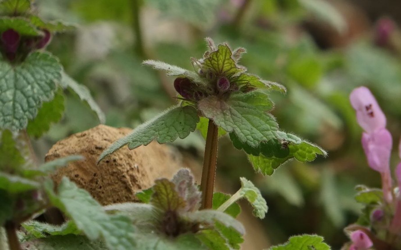 Изображение особи Lamium purpureum.