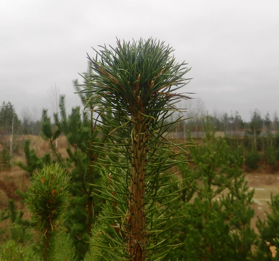 Изображение особи Pinus sylvestris.