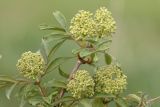 Sambucus racemosa. Верхушка растения с соцветиями. Воронежская обл., Лискинский р-н, окр. с. Дивногорье. 02.05.2015.