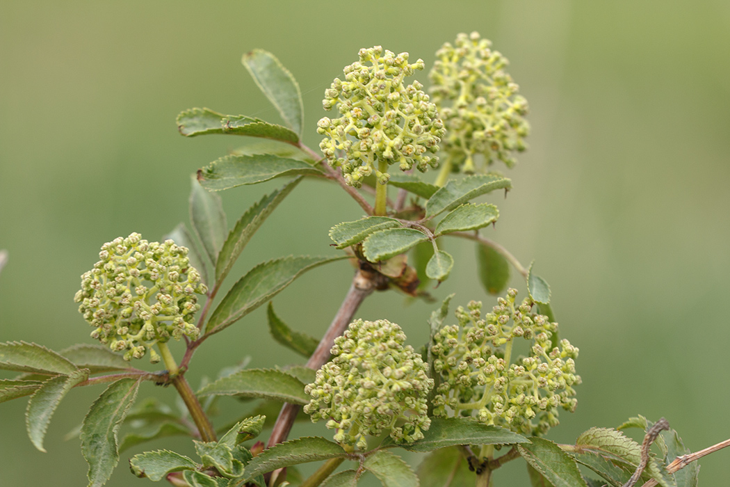 Изображение особи Sambucus racemosa.