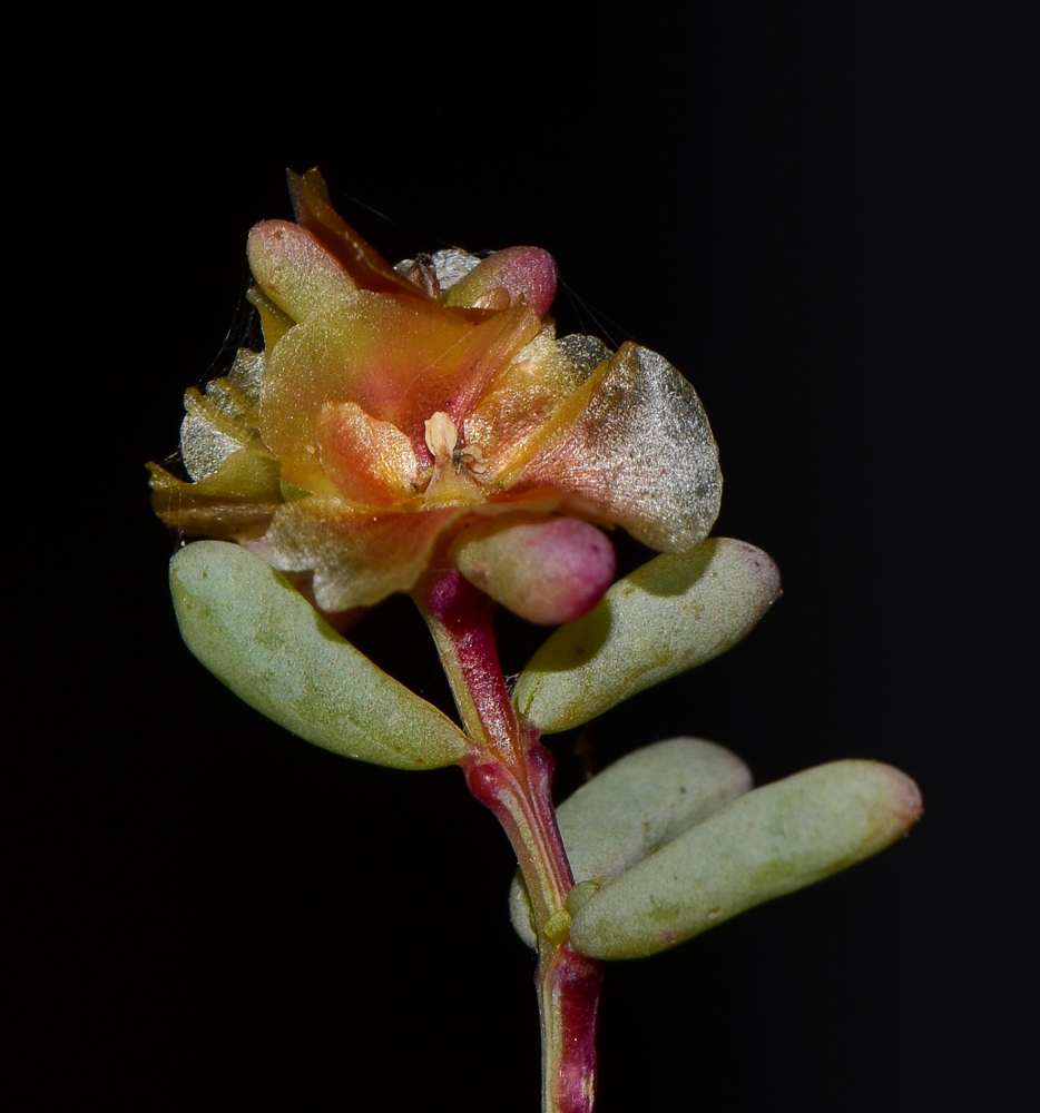 Image of Salsola divaricata specimen.