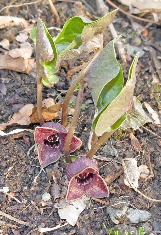 Image of Asarum sieboldii specimen.