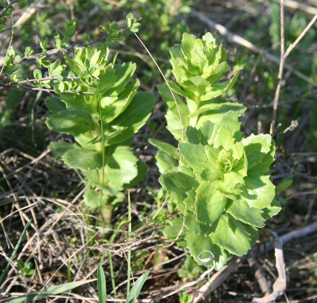 Изображение особи Hylotelephium triphyllum.