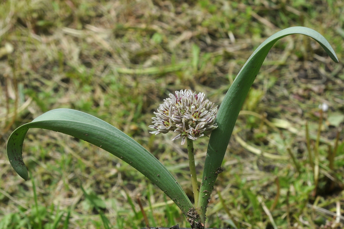 Изображение особи Allium elburzense.