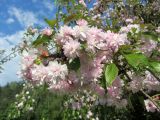 Prunus serrulata