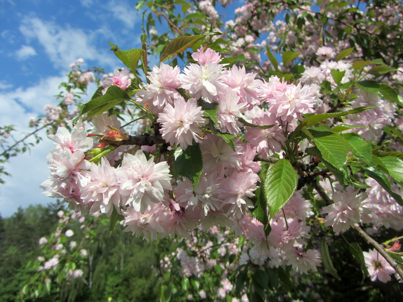 Изображение особи Prunus serrulata.