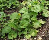 Geum macrophyllum. Цветущие растения. Санкт-Петербург, окр. Пискарёвского парка. 31.07.2009.