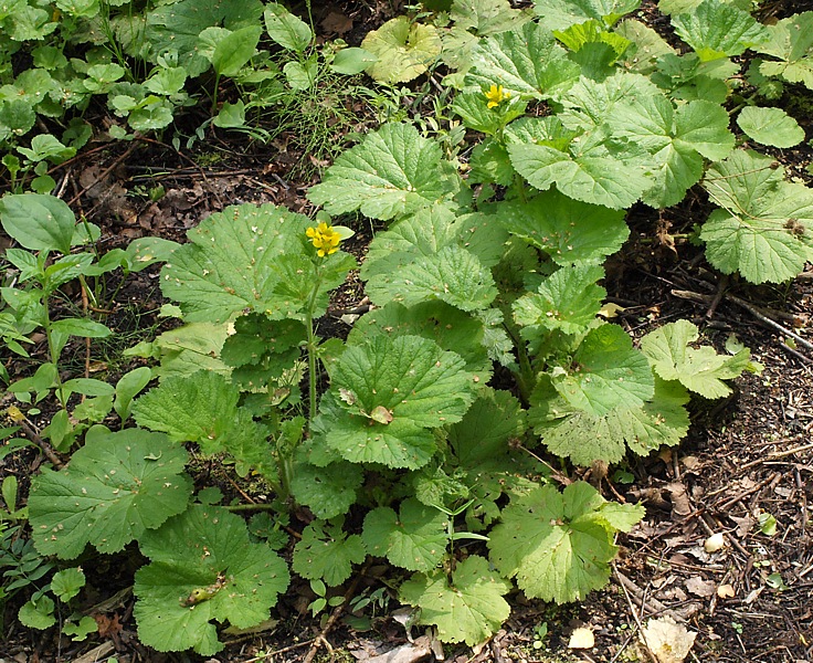 Image of Geum macrophyllum specimen.