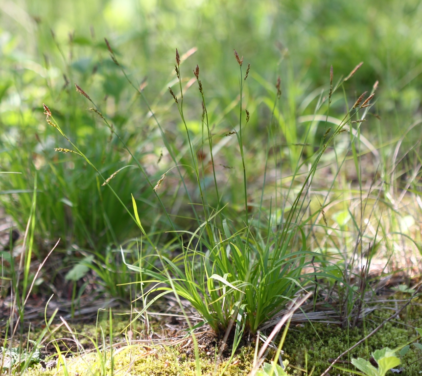 Изображение особи Carex tenuiformis.