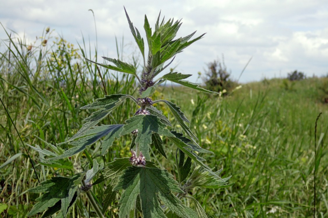 Изображение особи Leonurus quinquelobatus.