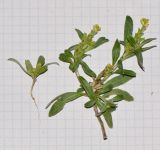 Notoceras bicorne. Извлечённое из субстрата цветущее и плодоносящее растение и веточка с соцветиями. Испания, автономное сообщество Канарские острова, остров Фуэртевентура, провинция Лас Пальмас, муниципалитет Ла Олива, восточные окр. пос. Эль Котильо, предгорная равнина, пояс суккулентных кустарников, мужду камней, глинистый субстрат. 09.03.2016.