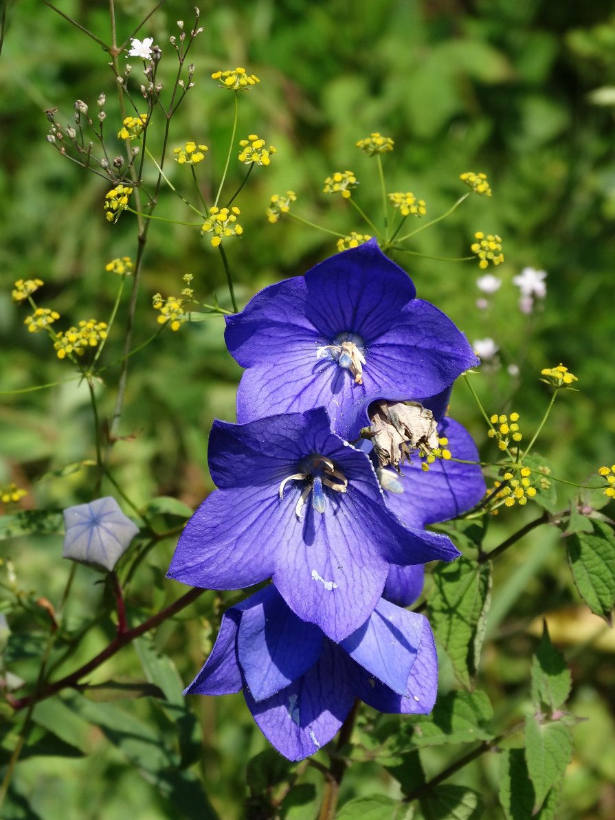 Изображение особи Platycodon grandiflorus.