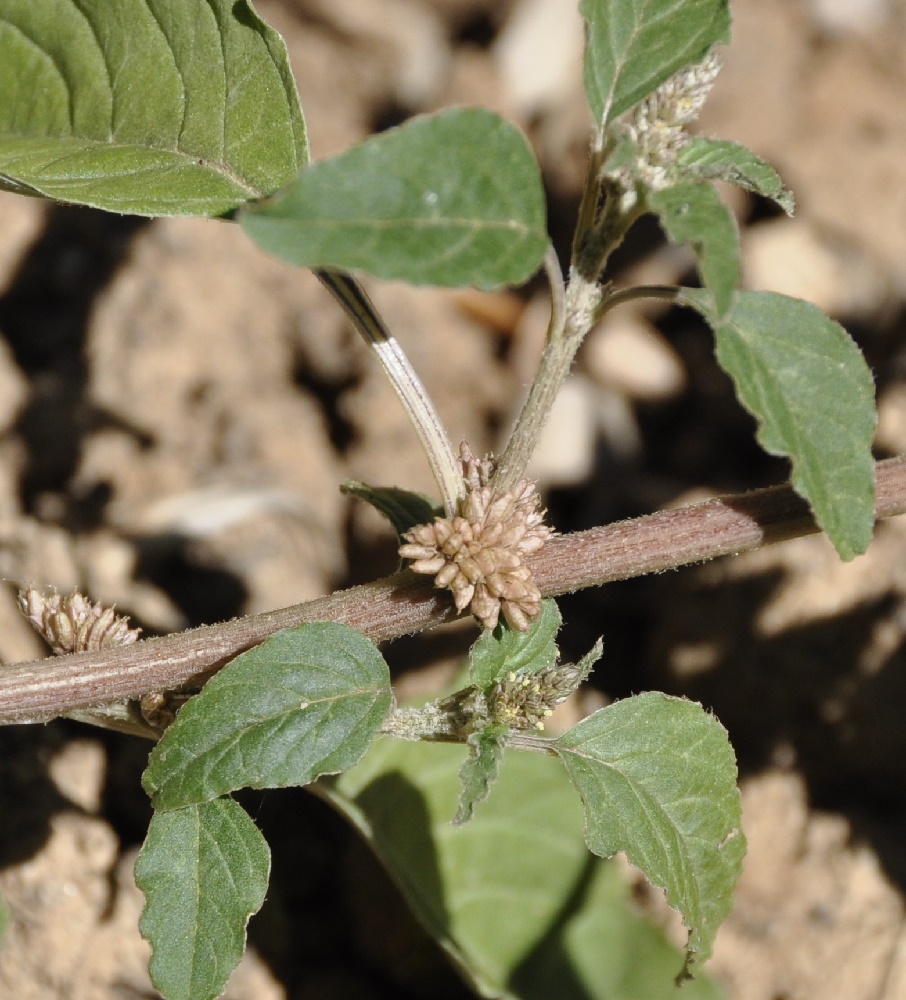 Изображение особи Amaranthus blitum.