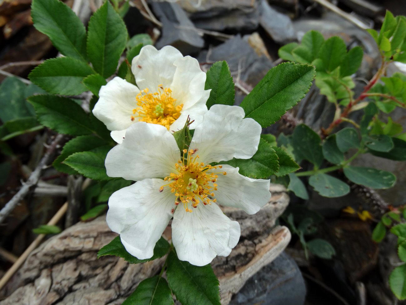 Image of Rosa maximowicziana specimen.