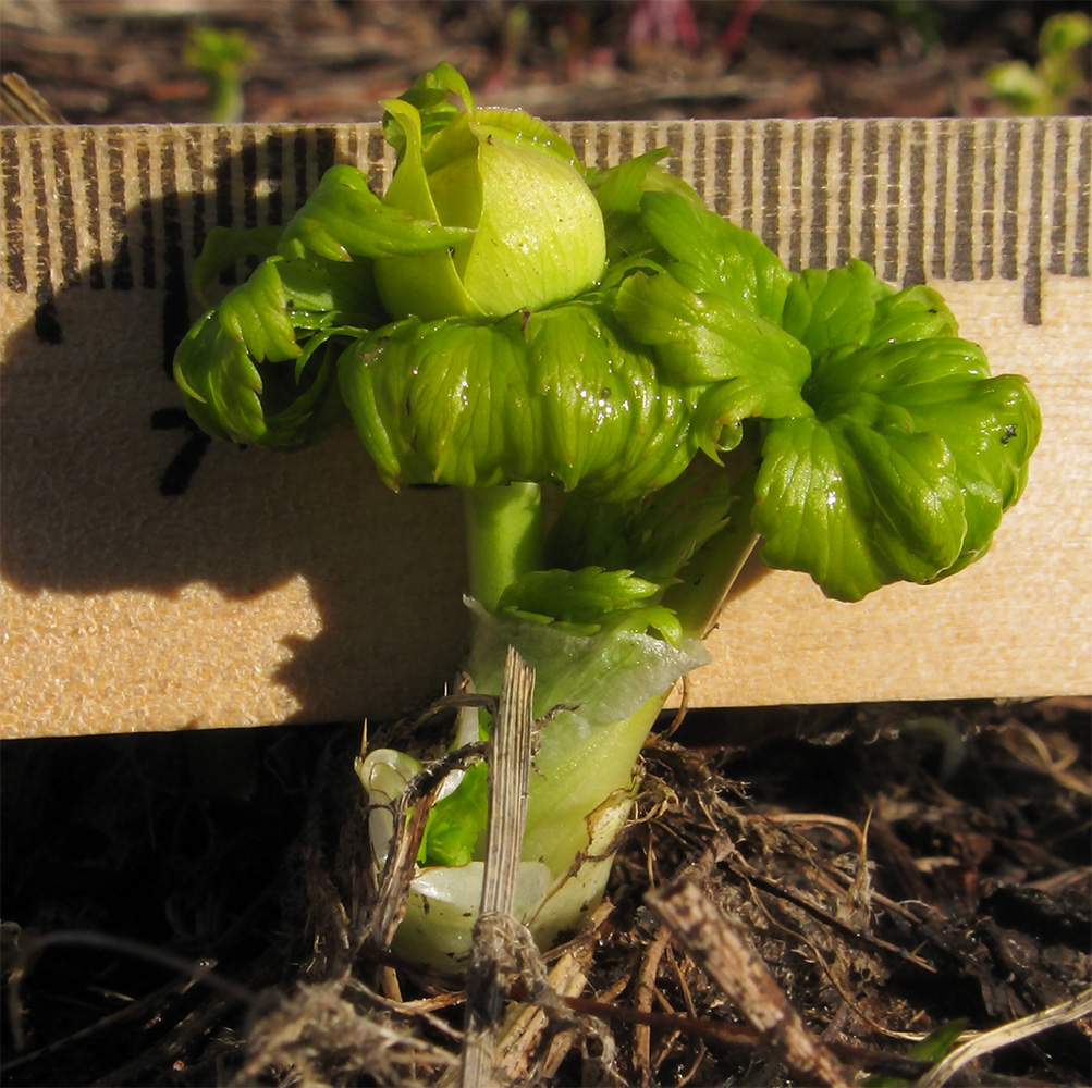 Изображение особи Trollius ranunculinus.