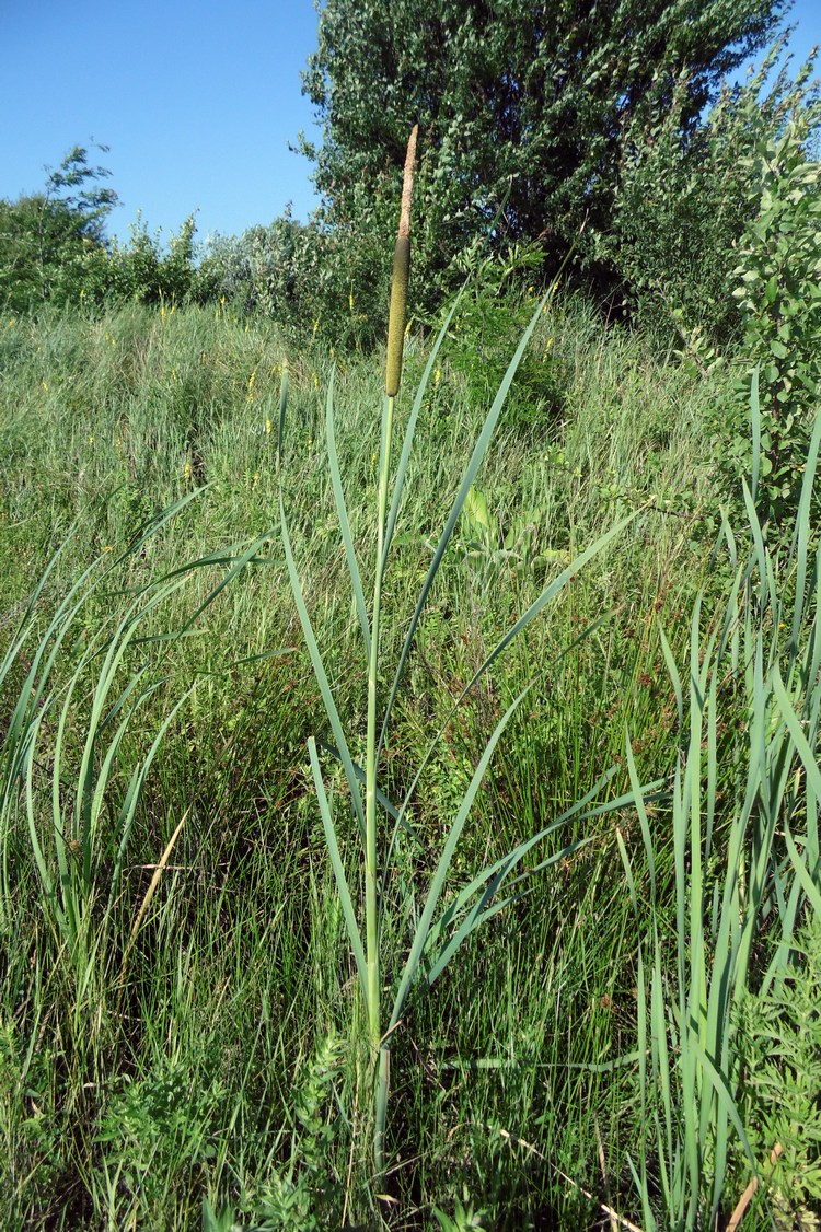 Изображение особи Typha latifolia.