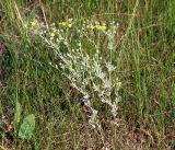 Potentilla argentea. Цветущее растение. Владимирская обл., Ковровский р-н, окр. дер. Митино, поле. 02.07.2016.