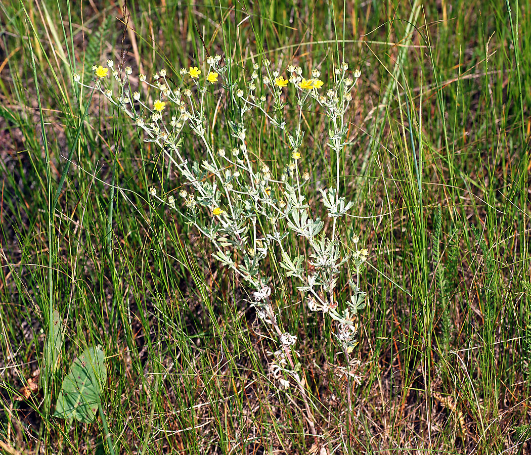 Изображение особи Potentilla argentea.