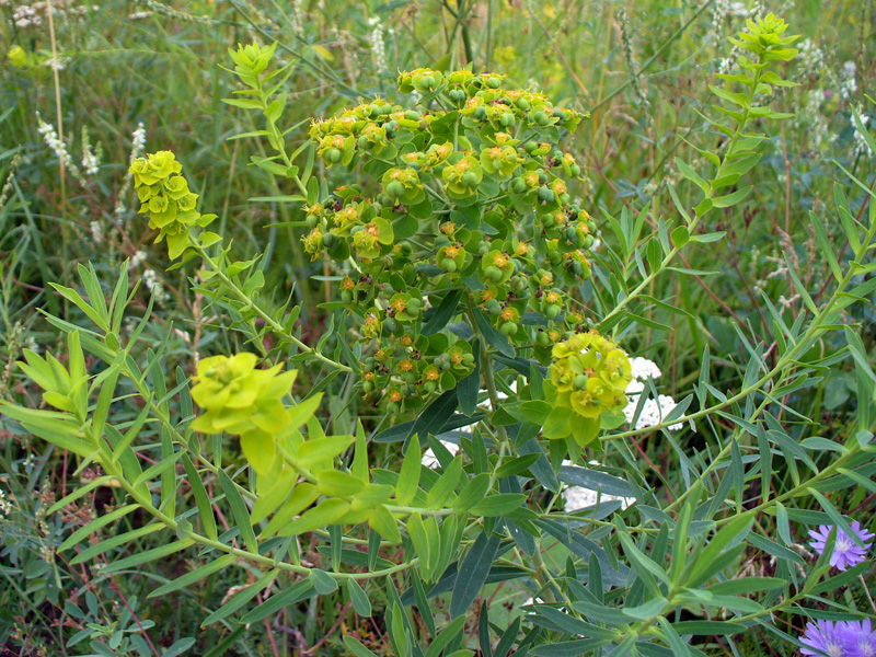 Изображение особи Euphorbia esula.