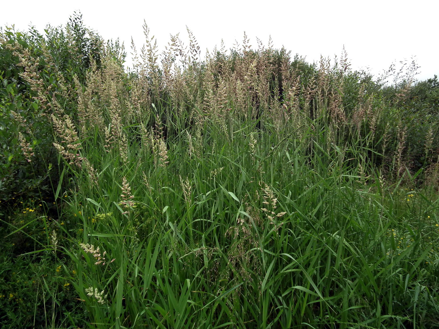 Изображение особи Phalaroides arundinacea.