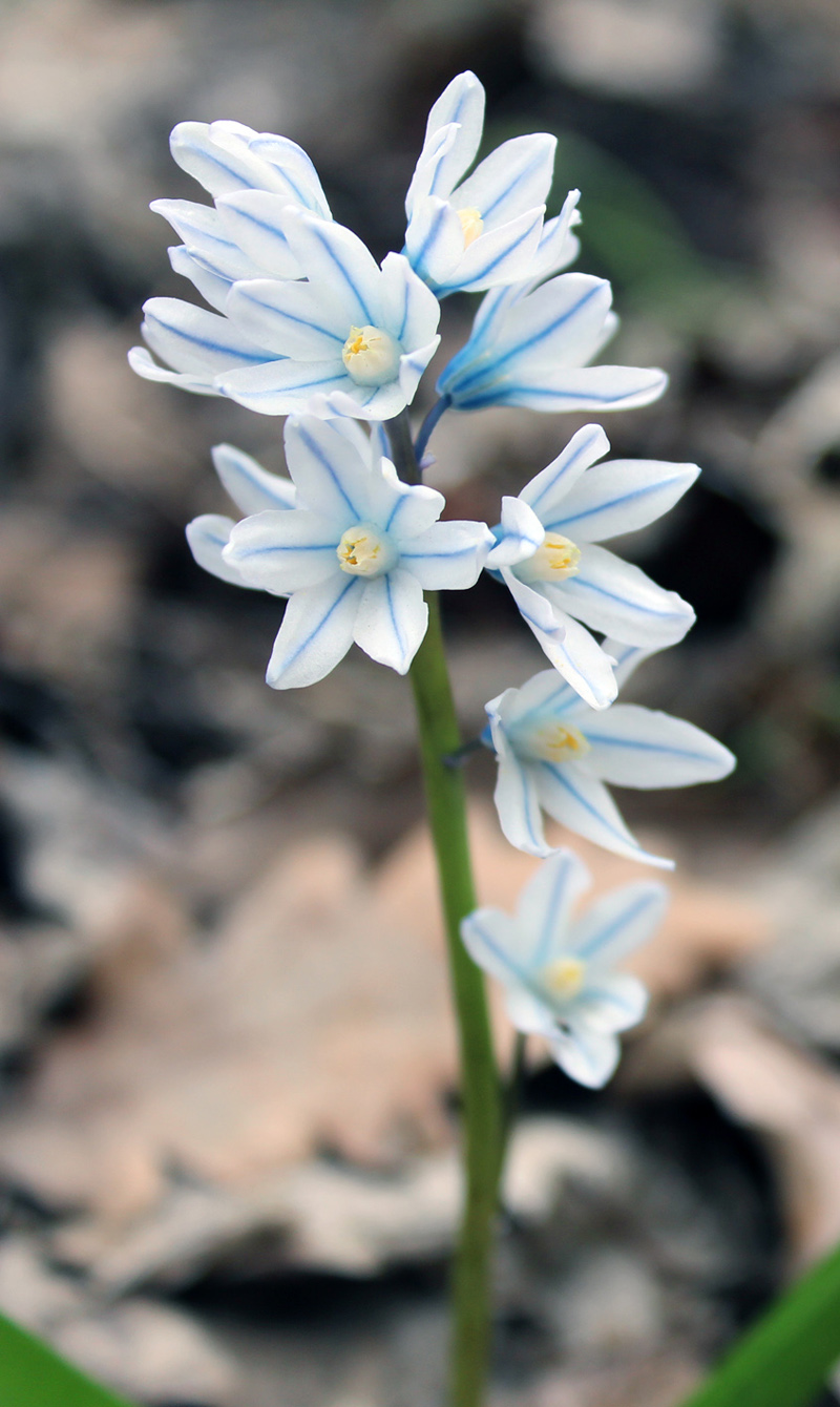 Image of Puschkinia scilloides specimen.