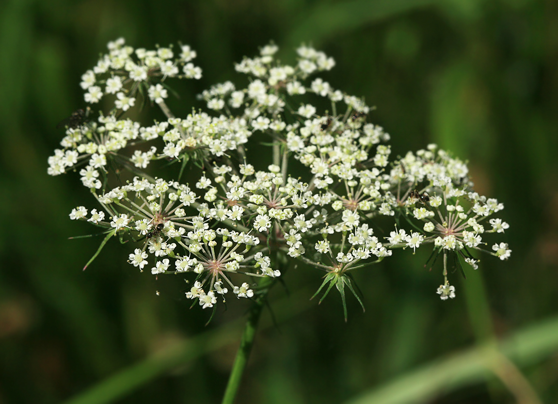 Изображение особи Thyselium palustre.