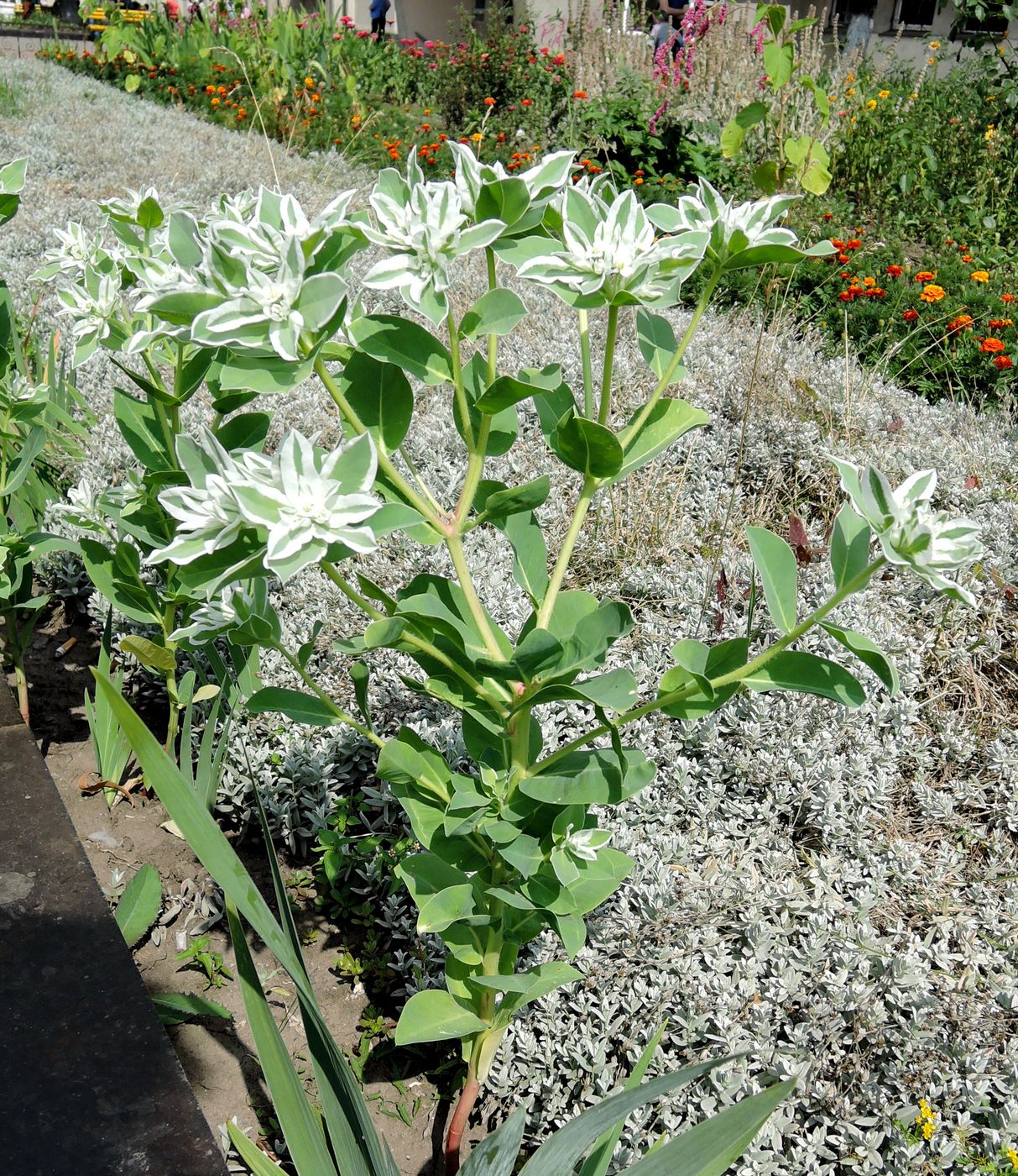 Image of Euphorbia marginata specimen.