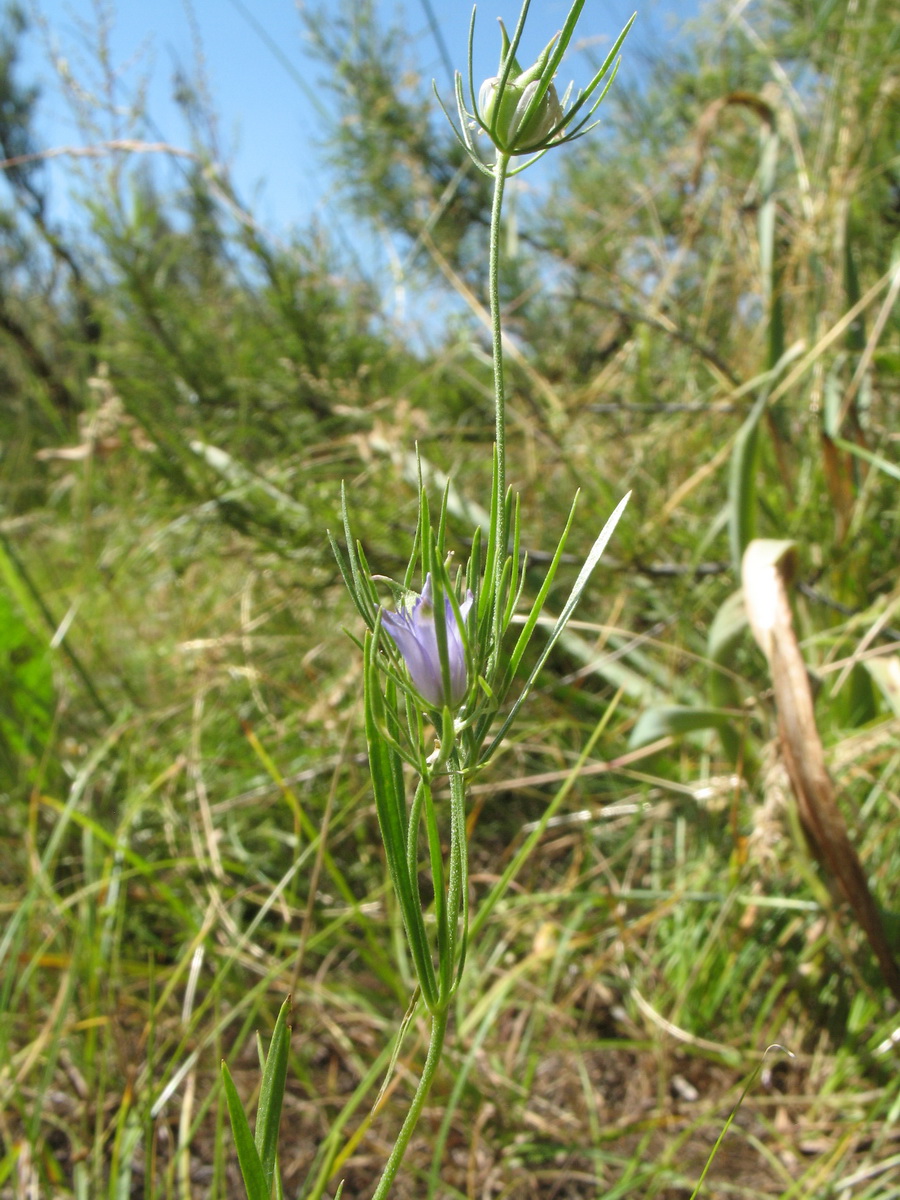 Image of Nigella integrifolia specimen.