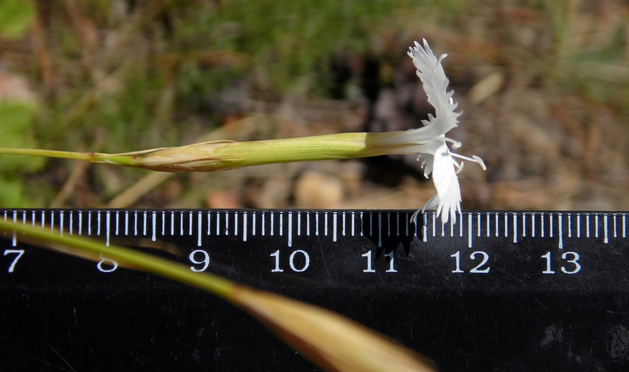 Image of Dianthus fragrans specimen.