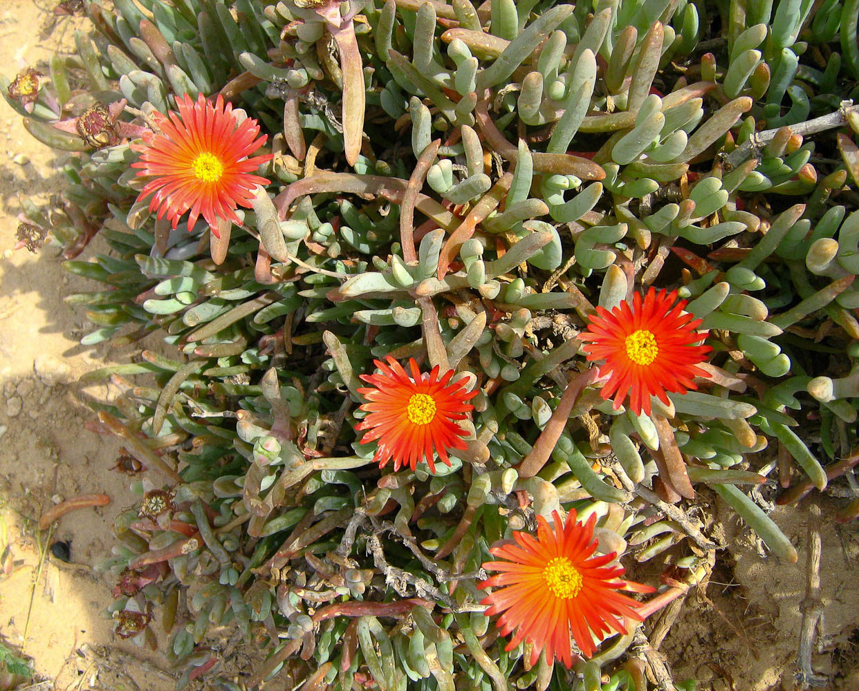 Image of Malephora crocea specimen.