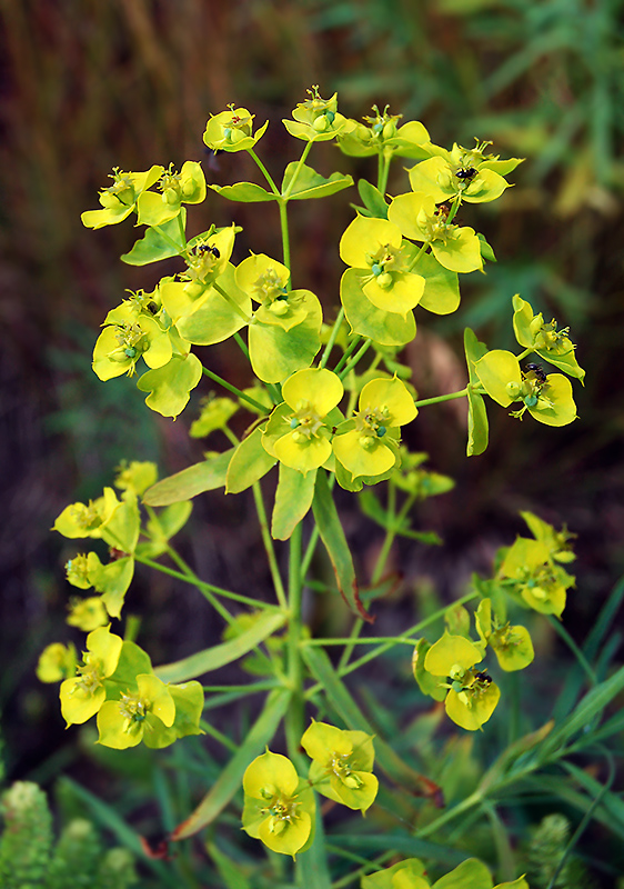 Изображение особи Euphorbia virgata.